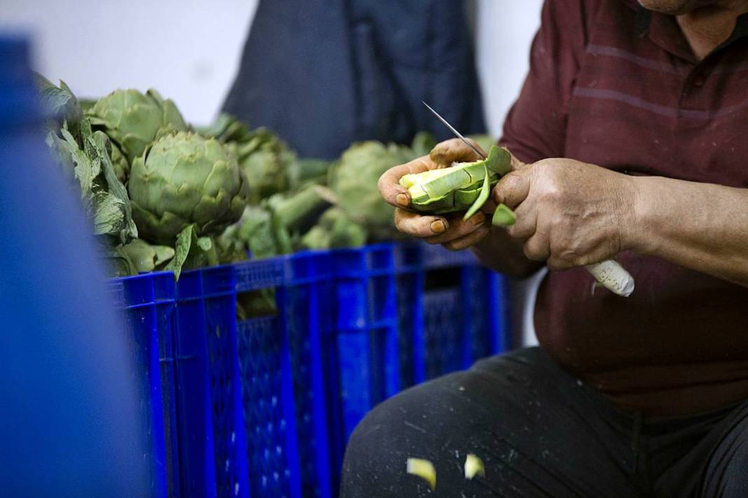 Hızlı soyan 20 erkek topladı: Kişi başı günde 2500 TL kazanıyorlar! 'Çok güçlü bir ekibimiz var, hızlıca soyuyoruz' 8